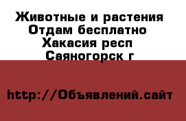 Животные и растения Отдам бесплатно. Хакасия респ.,Саяногорск г.